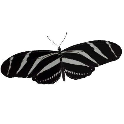 Zebra Longwing Butterfly (face)