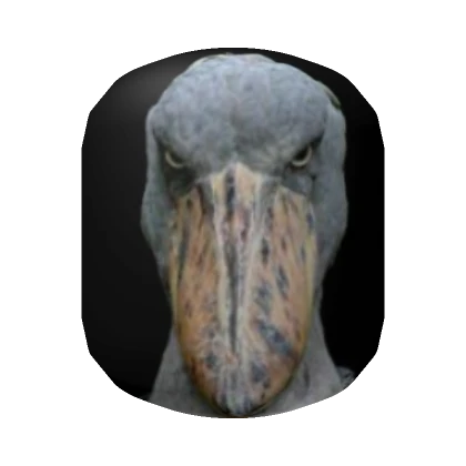 Angry Shoebill