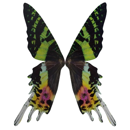 Sunset Moth Wings