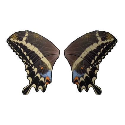 Big Butterfly Wings - Schaus' Swallowtail