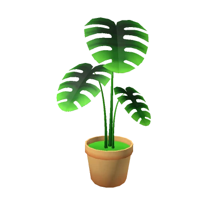 Monstera House Plant