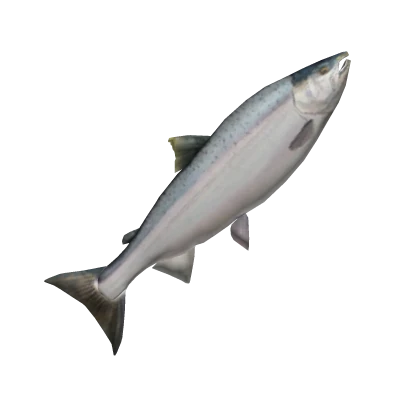 BIGGEST FISH (SUPER BIG)