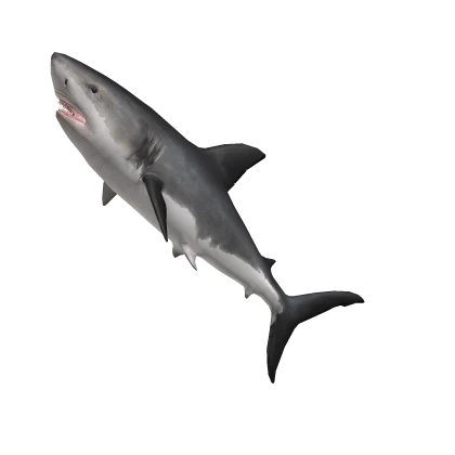 Great White Shark