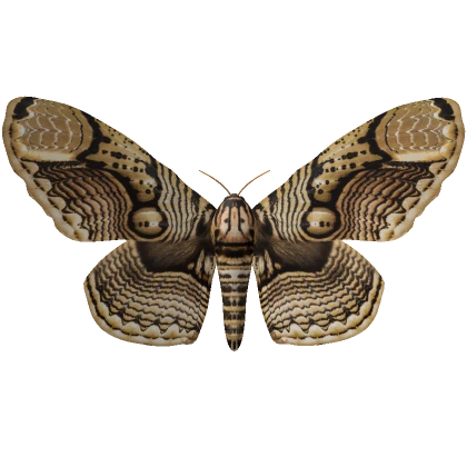 Brahmaea moth