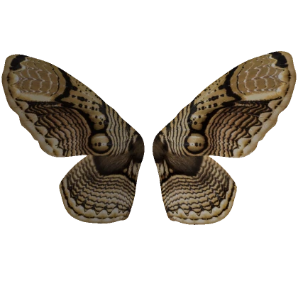 Brahmaea wings