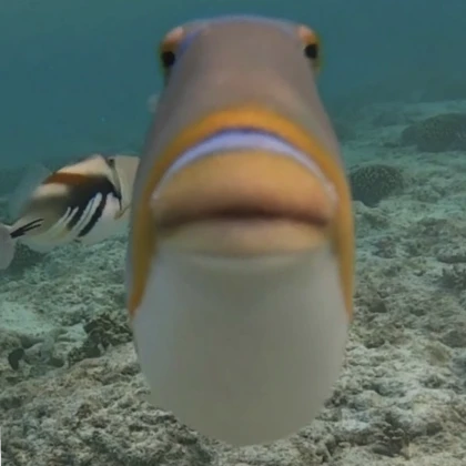 funny fish pfp