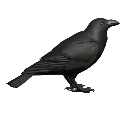Raven