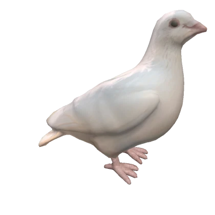 White Dove on head