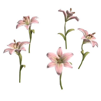 igari pink lily flower patch