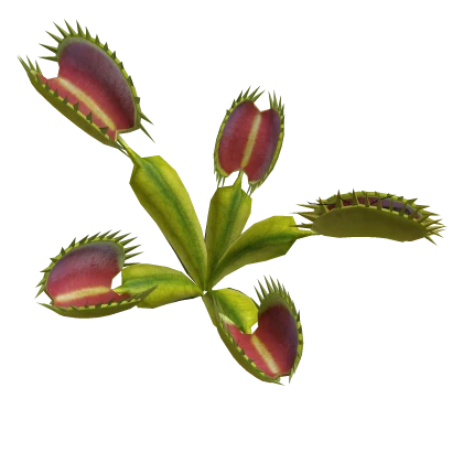 Venus Flytrap