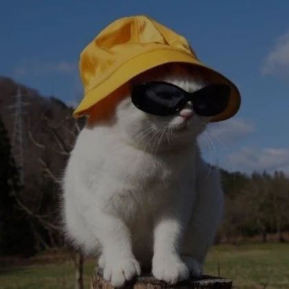 cool cat pfp