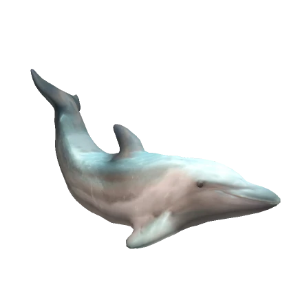 Dolphin on head