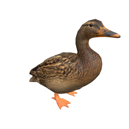 Brown Duck on head