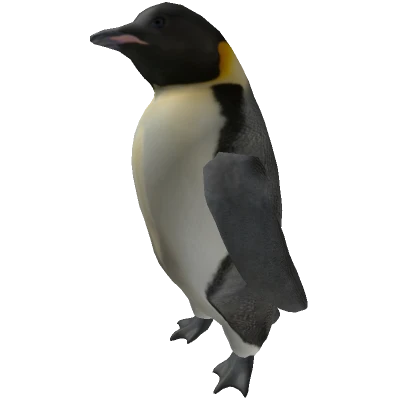 Penguin on head