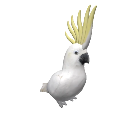 Cockatoo on head