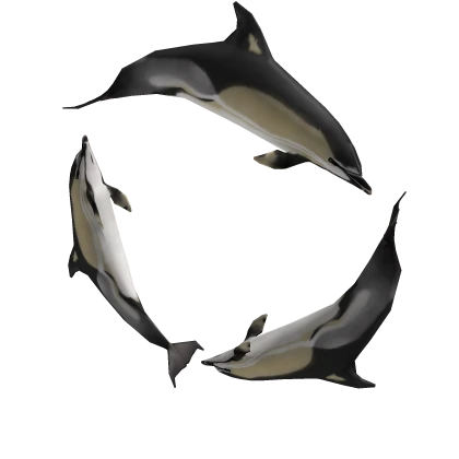 Common Dolphin Halo