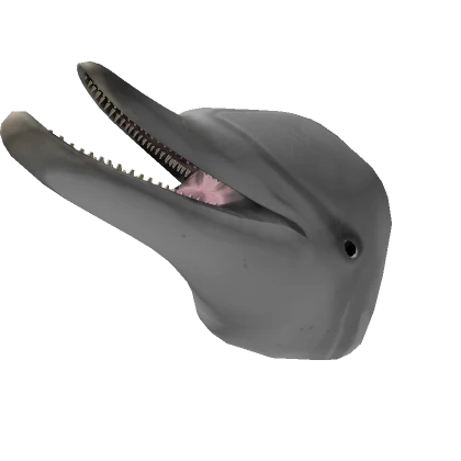 Bottlenose Dolphin Head