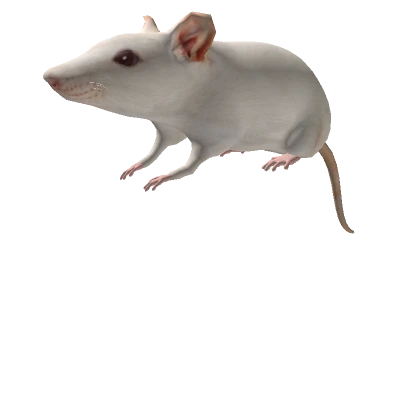 White rat on head