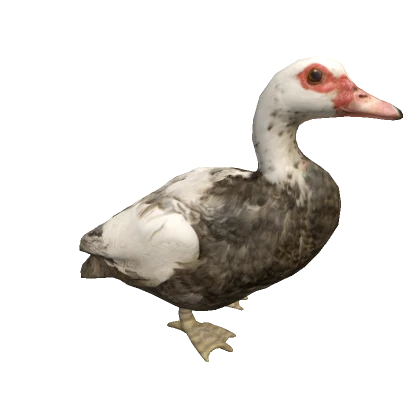 Muscovy Duck on head