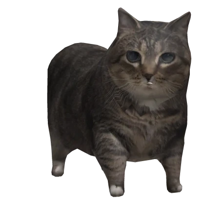 Goofy Cat Funny Meme U I U A I