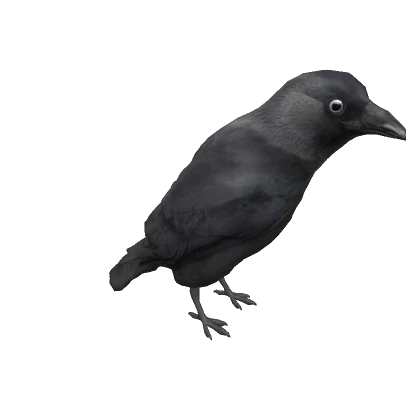 Western Jackdaw on head