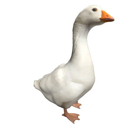 Goose on head