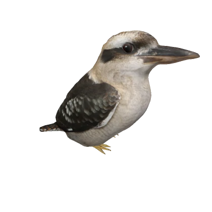 Kookaburra (shoulder)