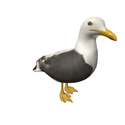 Seagull on head