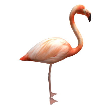 Flamingo On Head