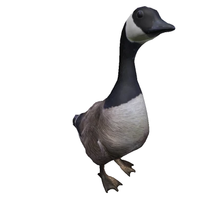 Canada Goose on head