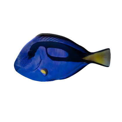 Blue Tropical Fish