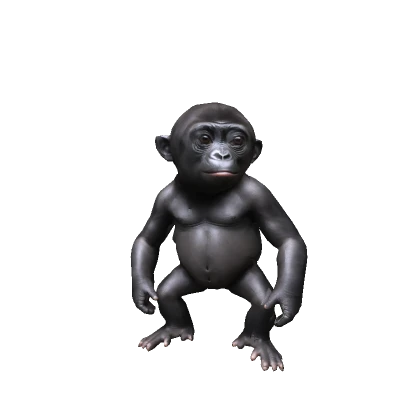 Baby Gorilla