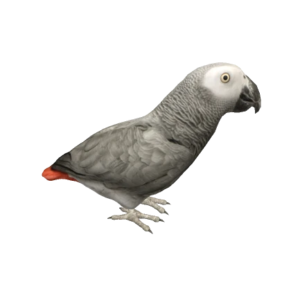 African Grey Parrot On Head