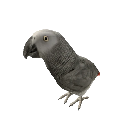 African Grey Parrot (Shoulder)