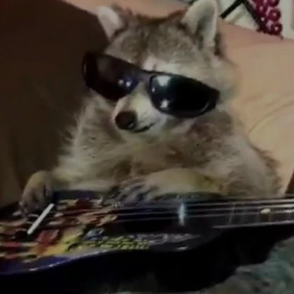 rockin' raccoon pfp