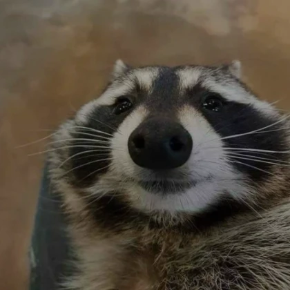 staring raccoon pfp