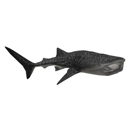 Plover the Whale Shark Friend