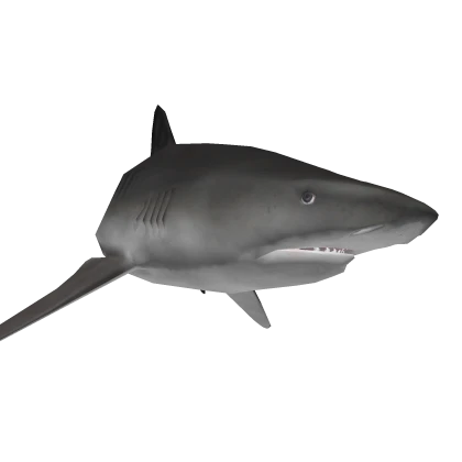 Tiger Shark Friend