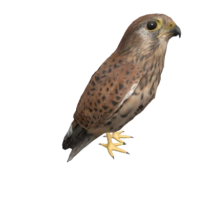 Common Kestrel on head