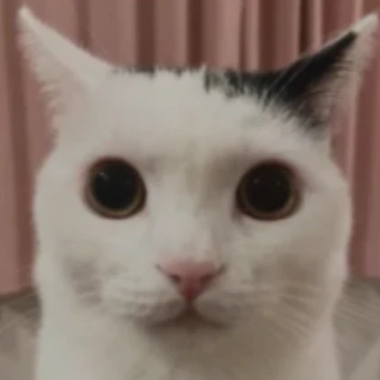 Shocked Cat PFP (profile picture)