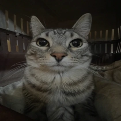 cat profile picture (pfp)