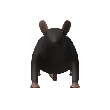 Rat.