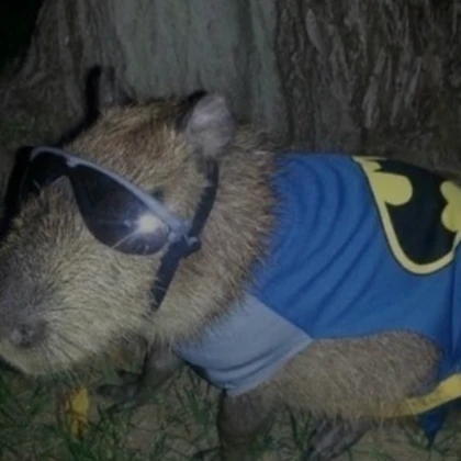 cool capybara pfp