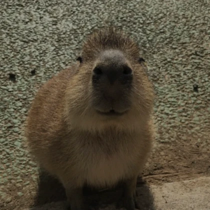 staring capybara pfp