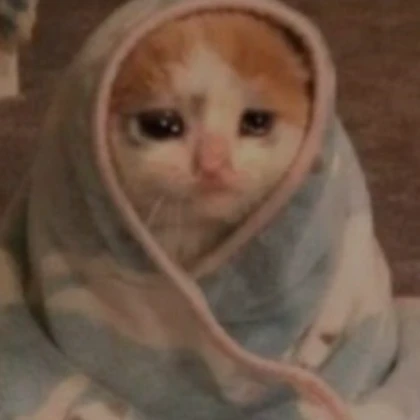 crying cat pfp