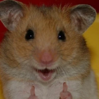 happy hamster pfp