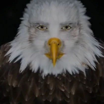 staring eagle pfp