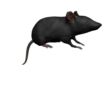 Black Rat on Head