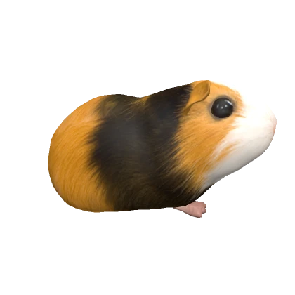 Guinea Pig Paul