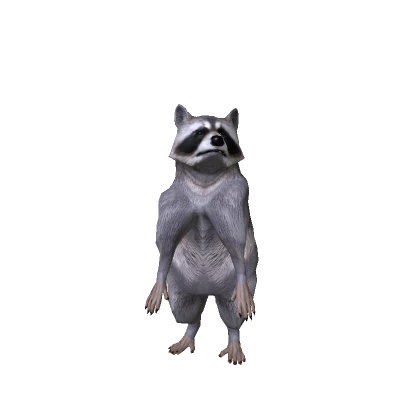 Realistic Raccoon